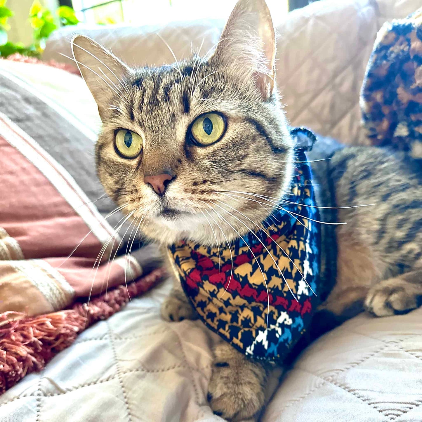 Cat wearing a yellow, red, and blue houndstooth print pattern around neck.