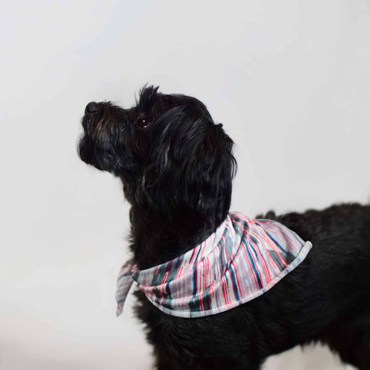 Side view of the upperbody of a small, black toy poodle dog, wearing a multi-color striped bandana around neck.